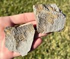 Mazon Creek Fossil Fern Pair Fossil 2.6? Illinois Plant Leaves Pennsylvanian Age