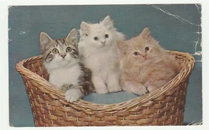 Vintage Postcard Kittens in Wicker Basket 1959 Membership Committee Cat Card - Picture 1 of 2