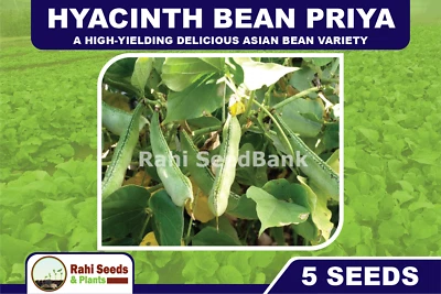 Hyacinth Bean Priya - A High-Yielding Delicious Asian Bean Variety - 5 Seeds!!! - Image 1 of 4