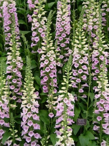 1 GR DE DIGITALIS PURPUREA '''Camelote Lavanda" APROX. 10000 SEMILLAS - Imagen 1 de 1