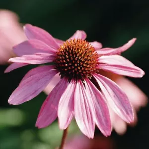 1 Pack 100 Echinacea Seeds Purple Coneflower Pine Chrysanthemum Garden Flower - Picture 1 of 5