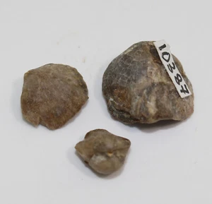 Brachiopodi, Septalaria sp., Devon, Eifel, Betterberg, Germania -a755 - Foto 1 di 7