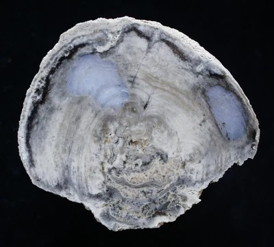 Stromatolite algae from Miocene Daggett Ridge, Barstow, CA polished column top - Image 1 of 4