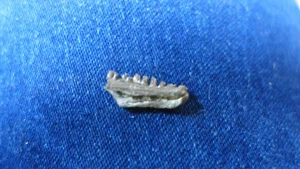 GEOLOGICAL ENTERPRISES Perm Fossil Reptil Kiefer Abschnitt Captorhinus aguti OK - Bild 1 von 4