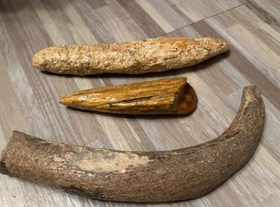 Three Fossil/Fossilized Pieces/Read Details - Image 1 of 4