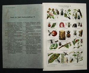 1890 ANTIK.CHROMOLDRUCK *GARTENSCHÄDLINGE.TavII* - Bild 1 von 1