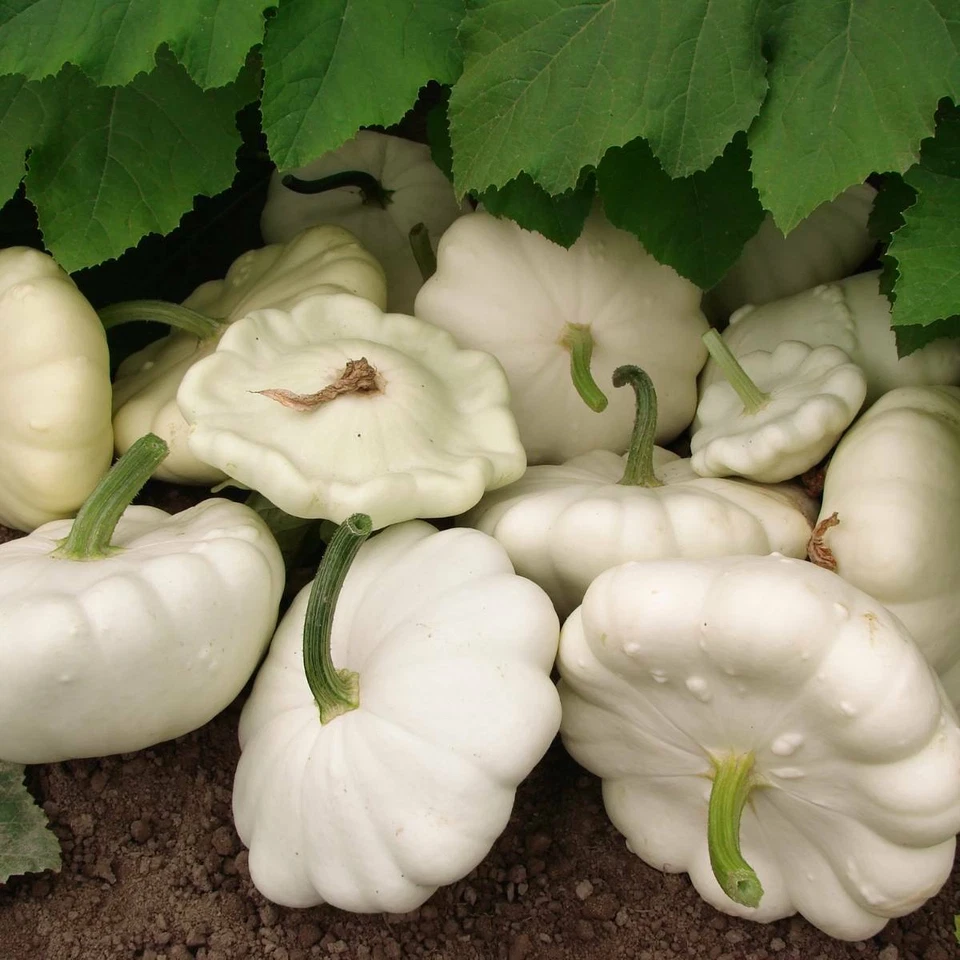 Semillas de calabaza de verano de vieira White Bush, NO TRANSGÉNICA, sartén blanca, ENVÍO GRATUITO Foto 1 de 2