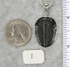 Elrathia Kingii TRILOBITE PENDANT $69 Sterling Silver Jewelry STARBORN CREATIONS