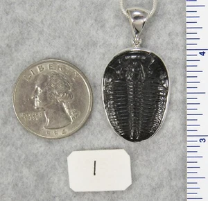 Elrathia Kingii TRILOBITE PENDANT $69 Sterling Silver Jewelry STARBORN CREATIONS - Picture 1 of 12