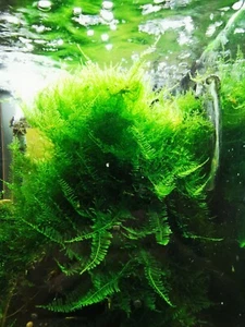 Taiwan Moss. A large port Free Moss live Tropical Aquarium Pond Plant Aquascape - Picture 1 of 4