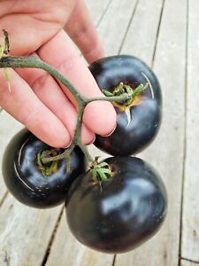 Tomate de beauté noire, 15+ graines, LIVRAISON COMBINÉE