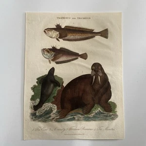Antique 1826 Hand-Colored Engraving – “Trachinus and Trichecus” Weever Fish - Picture 1 of 3
