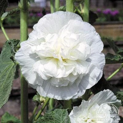 80+  HOLLYHOCK  WHITE CHATERS DOUBLE, ALCEA ROSEA / PERENNIAL  FLOWER SEEDS - Image 1 of 3