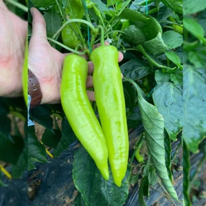 Paprika Tatli Bagci 15 Samen - Türkische süße Spitzpaprika, Samenfest - Bild 1 von 1