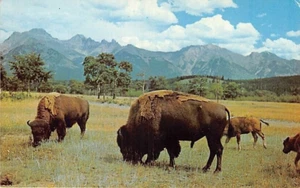 Postal: Bisonte deambula por la cordillera, Buffalo Herd in the Mountains - Imagen 1 de 2