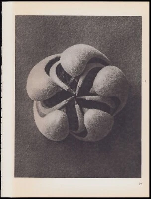 1942 Blossfeldt Wunder in der Nature Fotograbado Blumenbachia Hieronymi #50 Foto 1 de 3