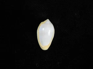 Sea Shell Prunum cinctum 19,4 mm ID#9436 - Imagen 1 de 2