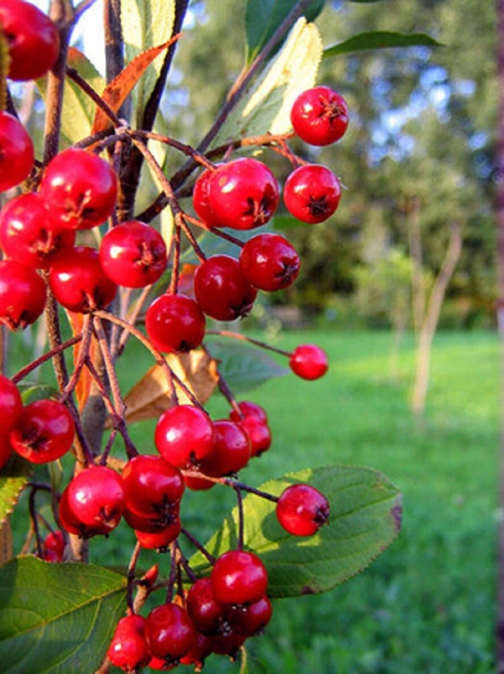 25 graines ARONIE A FRUITS ROUGES (Aronia Arbutifolia Brillantissima)G872 SEEDS