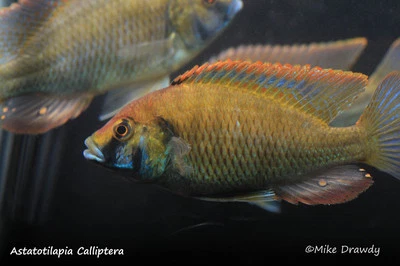 3" Assorted Male Peacock and Hap Package Malawi Victoria Tropical Aquarium - Image 1 of 4