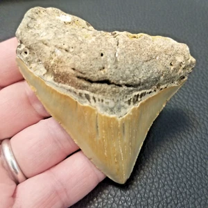 Megalodon Shark Tooth- 3"-3.5" High Quality Fossils - 1 pc - Picture 1 of 14