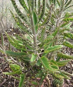 30 Semillas de Kalanchoe Daigremontiana - Imagen 1 de 2
