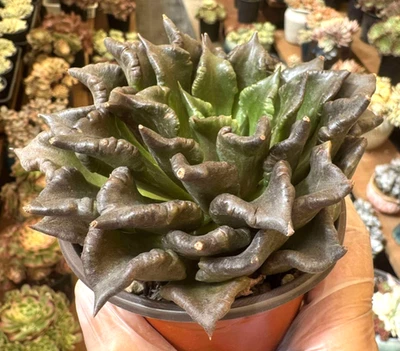 Importado Suculentas Planta Viva Regalo Echeveria Negro Madiba/Echeveria Super Bowl Foto 1 de 3