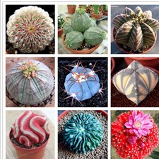 100seeds Real mini cactus seeds rare succulent perennial herb plants,pot flower 
