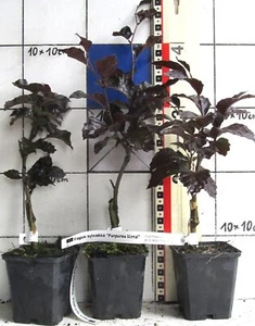 Fagus sylv. "Purpurea Nana" - Rare hêtre de sang nain - Photo 1/1