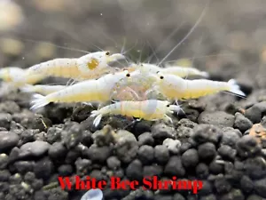 10+1 White Bee Shrimp (Mixed Grade S-SSS) - USA Seller - USA Stock - Picture 1 of 6
