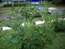 Fig tree cuttings , Adriatic JH ,Large,delicious white fig, Two crops,5 pcs !