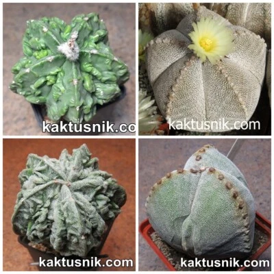 Astrophytum myriostigma mix 20seeds harvest 2025 - Image 1 of 4