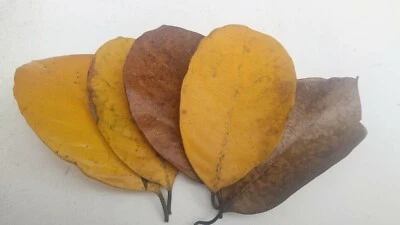 HOJAS DE FRUTA JACK SECAS Orgánica Bio Película Camarones Acuario Natural Foto 1 de 4