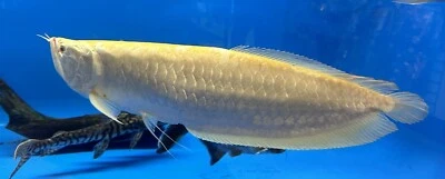 XXL Albino Silver Arowana 24”+  -Live Tropical Freshwater Aquarium Fish JUMBO - Image 1 of 3