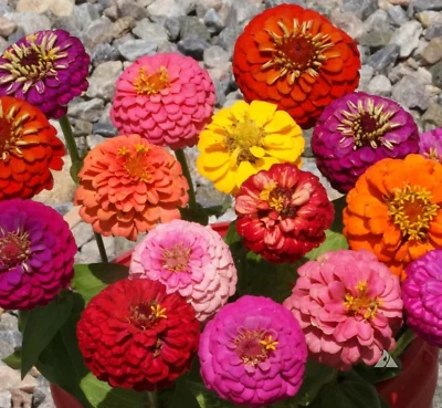 400 + ZINNIA DWARF THUMBELINA 混合 - 蝴蝶 - 蜂鸟 - 切花 — 第 1/3 张图片