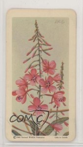 1961 Brooke Bond Red Rose Wild Flowers of North America Tea Firewood #33 h3a