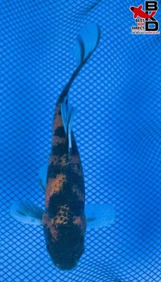 Estanque de jardín de peces dorados vivos 6" 10/31 Foto 1 de 4