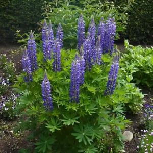 Lupinus succulentus (Arroyo Lupine) 25-500 Seeds | RARE Annual Garden Flowers UK - Picture 1 of 5