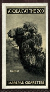 Tobacco Card, Carreras, KODAK AT THE ZOO, A Series, 1924, Camel, #18