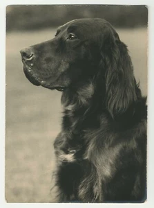1930'S DOG PHOTO OF AN IRISH SETTER 165 X 120mm ( 6.5 X 4.5 INCHES ) HEAD STUDY - Picture 1 of 1