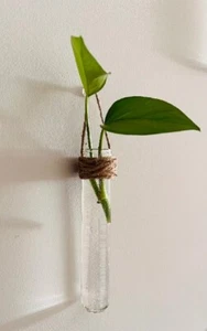 Set of 4 Glass Tubes for plant clippings, display and grow your plants! - Picture 1 of 4