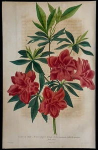 1843 - Azalea Rhododendron - engraving antique - Botany - Flowers IN Colors - Imagen 1 de 3