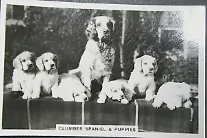 More details for clumber spaniel and puppies  vintage 1930&#039;s  photo card  bd01m