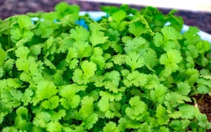 100 x CORIANDER SEEDS-ASIAN VEGETABLES-CILANTRO SEEDS-KITCHEN HERB-SPICE GARDEN - Picture 1 of 19