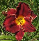 Daylily Plant MAROON JIVE Perennial Hensley-D. Double Fan Red Yellow Flower