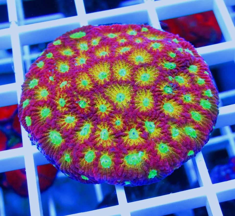 wysiwyg ECR Ultra Sunrise Favia Colonia Coral Vivo Foto 1 de 1