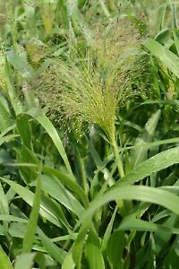 Panicum Elegans 'Frosted Explosion' 'Switch Grass' Seeds - Ornamental grass