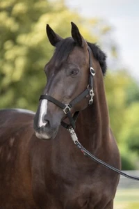 Covalliero Halfter Hippo schwarz - Picture 1 of 2