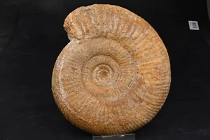Ammonit Prorisphinctes Perisphinctes Evrecy Calvados Bajocien 185mm Fossil - Bild 1 von 4