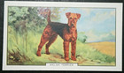 WELSH TERRIER   Vintage 1938 Illustrated Dog Card  AF13MS