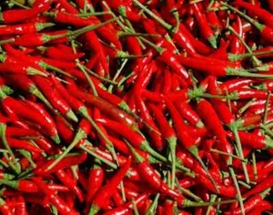 100 Heirloom Thai Chili Hot Pepper Seeds | Fresh & Spicy | Non-GMO | USA - Picture 1 of 1
